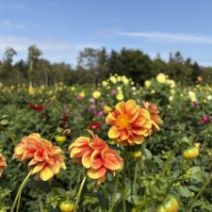 「百合が原公園のダリアとリリートレインシルバーウイークイベント(2026年9月8日)」の写真