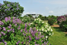 kawasimo_gy01 川下公園