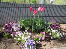 チューリップとビオラ