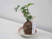 1201kokedama11