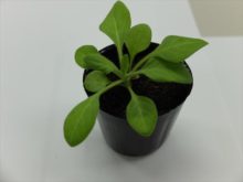 摘心する前のペチュニアの苗