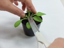 ペチュニアの摘心の様子