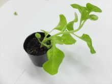 摘心する前のペチュニアの苗