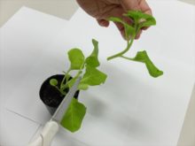 ペチュニアの摘心の様子