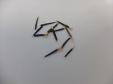 実習に用いたマリーゴールドのタネ