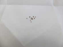 実習に用いたペチュニアのタネ