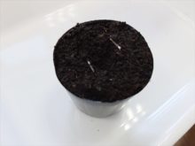 マリーゴールドの種をまいたところ