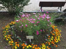 たねダンゴ花壇の様子