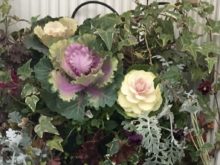 ハボタンのハンギングバスケット