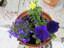 できあがった寄せ植え