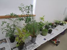 タネ苗交換会の苗