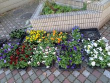 補植用のパンジーの苗