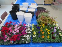 用意した鉢と花苗