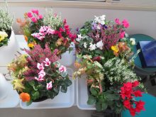 完成した寄せ植え作品