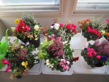 完成した寄せ植え作品