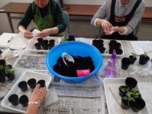 ペチュニアの種まきをしているところ