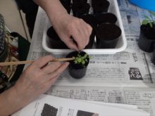 ペチュニアのポットあげの様子