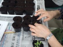 ペチュニアのポットあげの様子