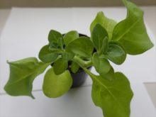 摘心したペチュニアから脇目が出ている様子