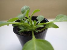 ペチュニアの摘心した苗から脇目がたくさん出ている様子