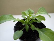 ペチュニアの摘心後に脇芽が出ている様子