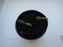 マリーゴールドの芽が出たところ