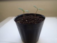 マリーゴールドのふたば