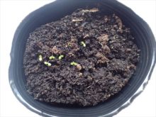 ペチュニアのふたば