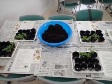 サポーターが用意した苗と材料