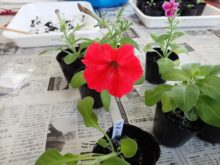 サポーターの育てた苗