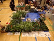 花が咲いているゼラニウムやロベリアなど売り物の植物たちが並んでいる様子