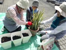 サンすべリアの植え替え