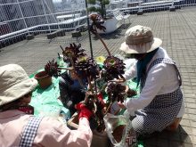 黒法師の植え替え