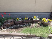 保育園玄関前の植え込み