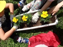 マリーゴールドを植えているところ