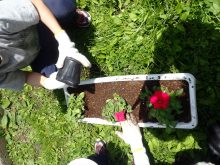 ペチュニアを植えているところ