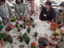 寄せ植えを考えているところ