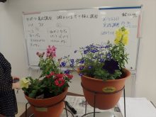 皆さんでえらんだ寄せ植え