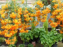 マーマレードブッシュの花