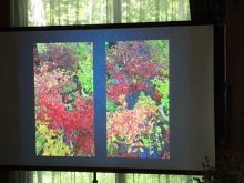 珍しいライラックの紅葉