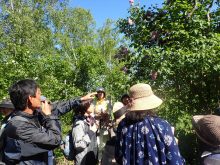 公園内のライラックの木を鑑賞しているところ