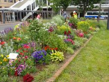 宿根草中心花壇の様子