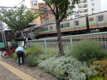 JR線路沿いの花壇