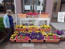 手稲福祉センター玄関前の花