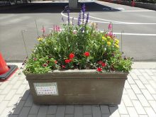 7月13日のコンテナガーデン