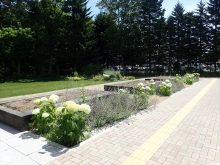 豊平公園緑のセンター横花壇アナベルが咲いている