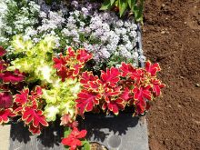 珍しい葉形のコリウス