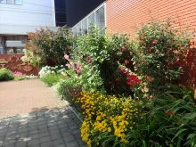 白石ネットのガーデン