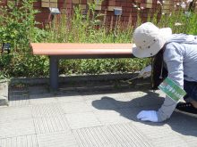 ベンチの下のタイルの目地の草取りをしているところ