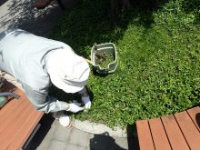 草取り作業